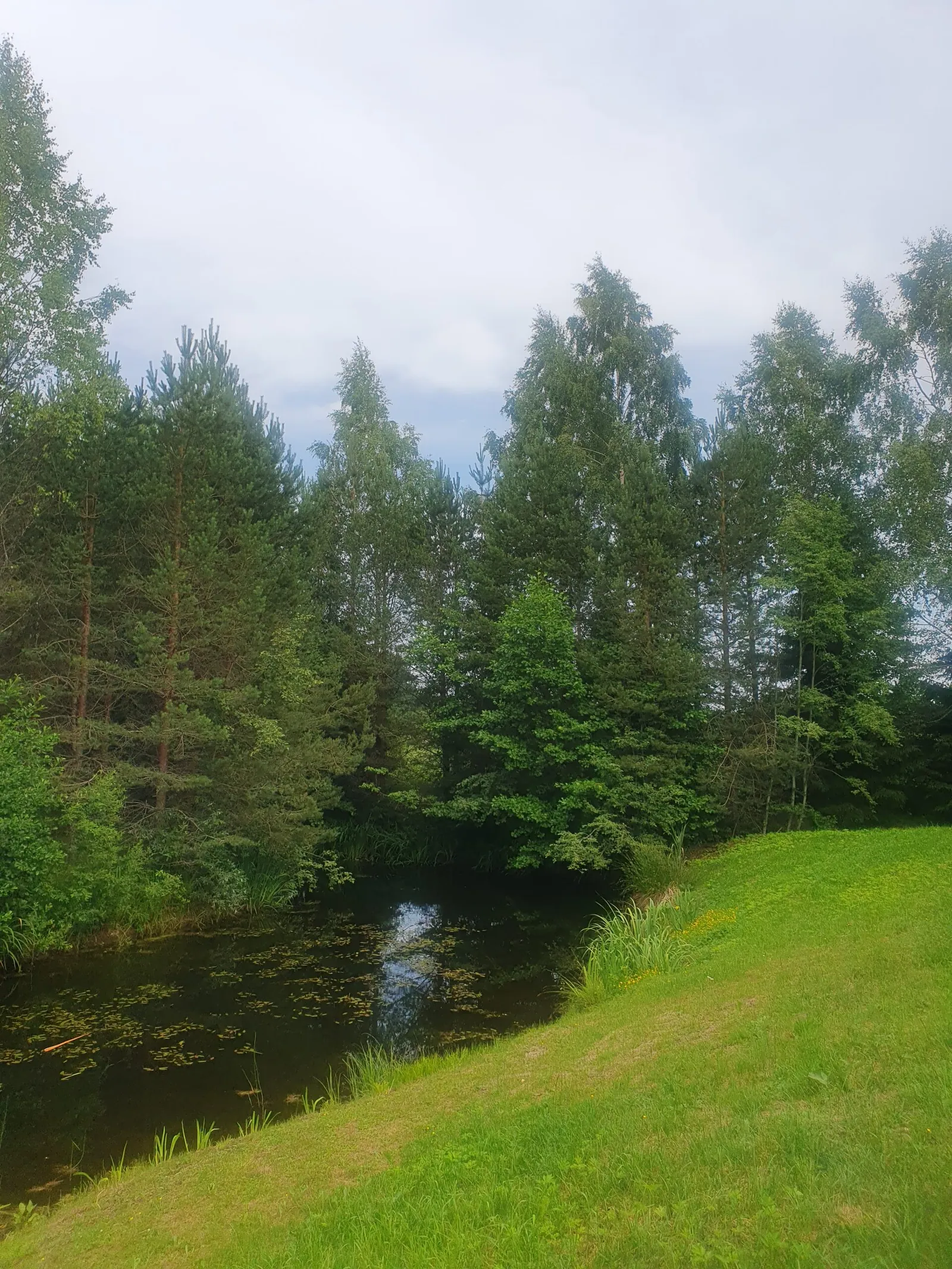 Klusais dīķis starp priedēm